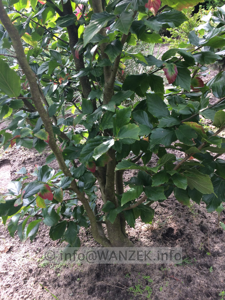 Parrotia persica 3-staemmig 02.JPG